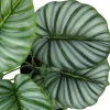 Artificial Plant, 24" Tall, Calathea, Indoor, Faux, Fake, Table, Greenery, Potted, Real Touch, Decorative, Green Leaves, Black Pot