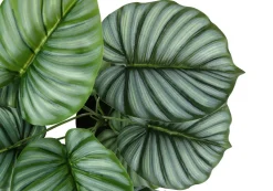 Artificial Plant, 24" Tall, Calathea, Indoor, Faux, Fake, Table, Greenery, Potted, Real Touch, Decorative, Green Leaves, Black Pot