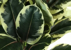 Artificial Plant, 47