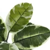 Artificial Plant, 52" Tall, Rubber Tree, Indoor, Faux, Fake, Floor, Greenery, Potted, Real Touch, Decorative, Green Leaves, Black Pot