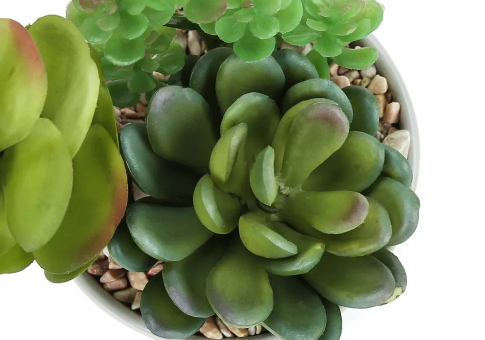 Artificial Plant, 7" Tall, Succulent, Indoor, Faux, Fake, Table, Greenery, Potted, Set Of 2, Decorative, Green Plants, White Ceramic Pots
