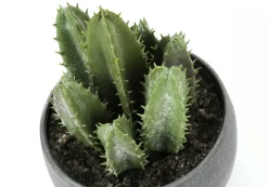 Artificial Plant, 6" Tall, Succulent, Indoor, Faux, Fake, Table, Greenery, Potted, Set Of 3, Decorative, Green Plants, Grey Cement Pots