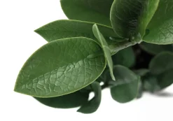 Artificial Plant, 20