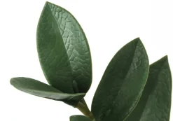 Artificial Plant, 29" Tall, Zz Tree, Indoor, Faux, Fake, Floor, Greenery, Potted, Real Touch, Decorative, Green Leaves, Black Pot