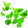 Bigelow Mint Medley Tea Bags, Box Of 28