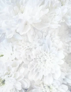Great Papers! Stationery Letterhead, White Calla Lilies, 8.5" x 11", Printer Compatible, 80 sheets