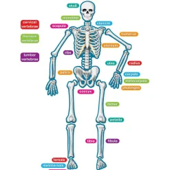 Teacher Created Resources Human Skeleton Accents