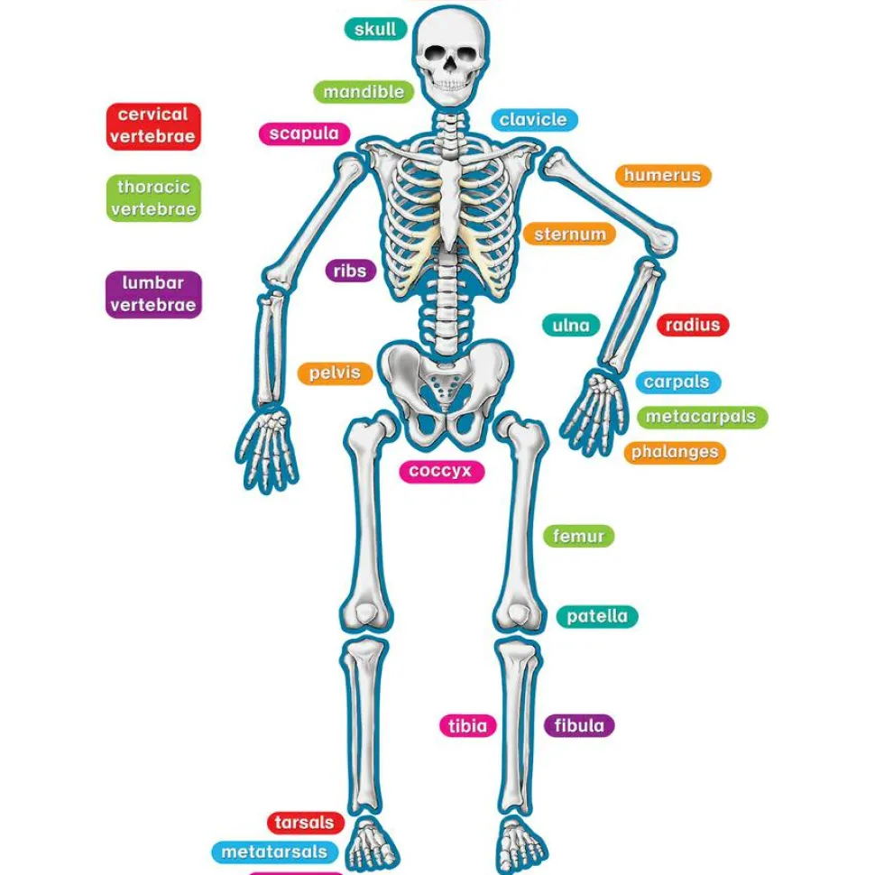 Teacher Created Resources Human Skeleton Accents